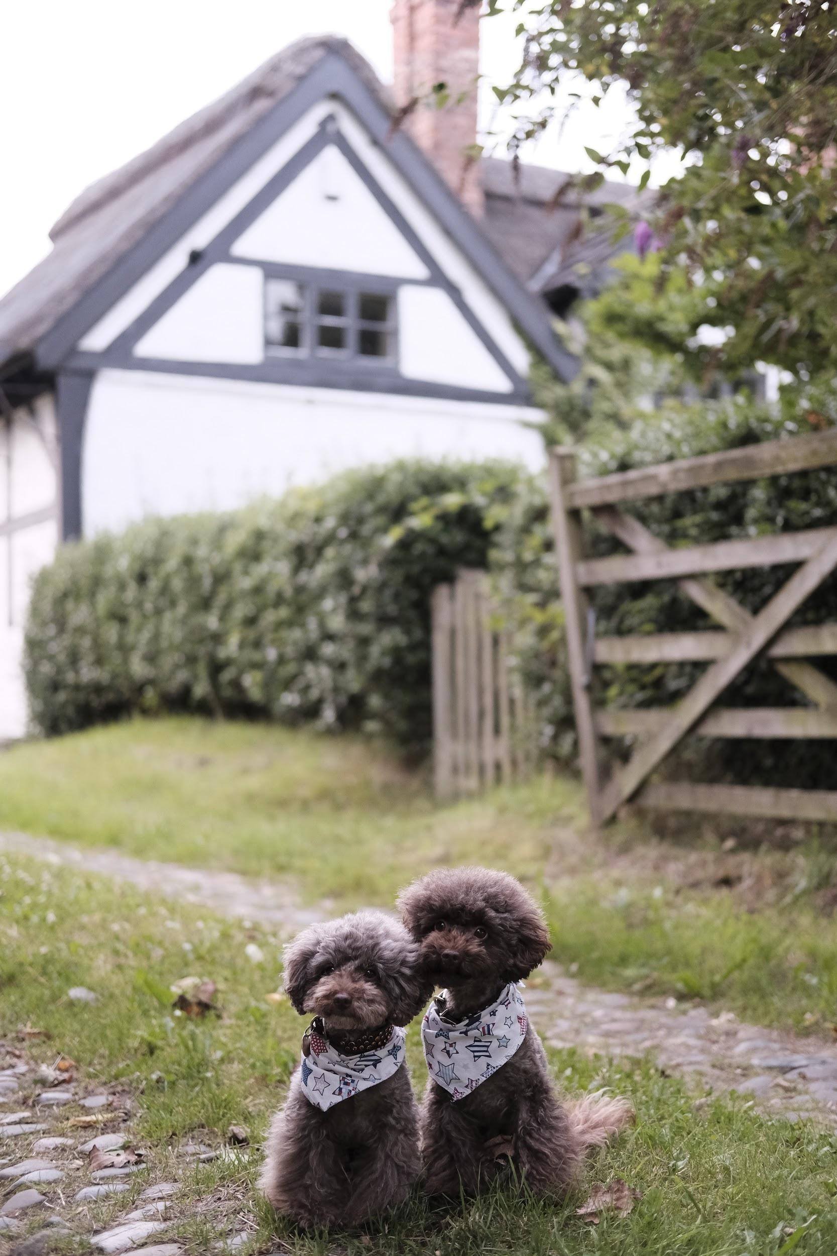 7 Questions Every Dog Owner Needs to Ask When Buying a Home