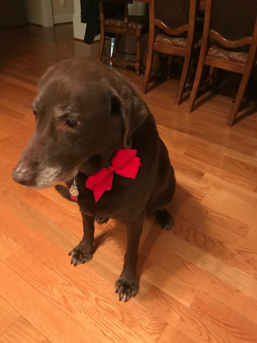 tips for tackling pet messes