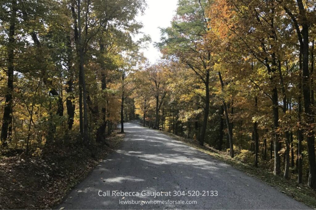 Scenic paved road with trees on both sides, perfect for road trips